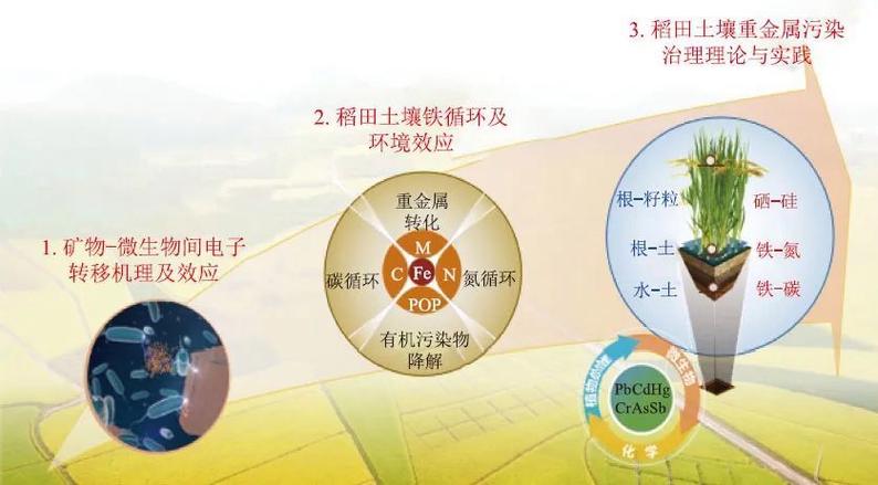 李芳柏研究团队:稻田土壤重金属污染治理理论与实践